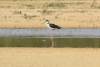Black-necked Stilt (Himantopus mexicanus)