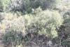 Thorny Broom (Calicotome villosa)