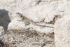 Roughtail Rock Agama ssp. cypriaca (Stellagama stellio cypriaca)