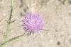 Thistle Flower