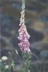Common Foxglove (Digitalis purpurea)