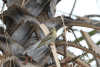 Lesser Masked Weaver (Ploceus intermedius)