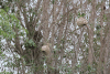Tree Weaver Bird Nests