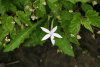 Star of Bethlehem (Hippobroma longiflora)