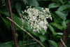 Begonia (Begonia obliqua)
