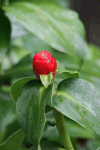 Spiked Spiral-flag (Costus spicatus)