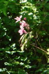 David's Orchid (Spathoglottis plicata)