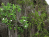 Frangipani (Plumeria sp.)