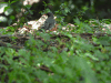 Red-legged Thrush ssp. ardosiaceus (Turdus plumbeus ardosiaceus)
