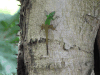Green Bark Anole (Anolis dominicensis)