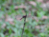 Tropical King Skimmer (Orthemis sp.)