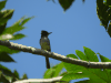 Stolid Flycatcher ssp. dominicensis (Myiarchus stolidus dominicensis)