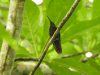 Hispaniolan Mango (Anthracothorax dominicus)