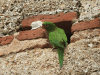 Hispaniolan Parakeet (Psittacara chloropterus)