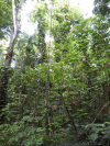 Untouched Rain Forest Botanical