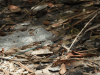 Pigmy Blue-tailed Ameiva (Pholidoscelis lineolatus)