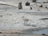 Snowy Plover (Charadrius nivosus)