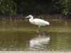 Reddish Egret (Egretta rufescens)