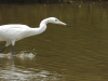 Reddish Egret (Egretta rufescens)