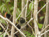 Black-faced Grassquit (Melanospiza bicolor)