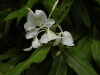 White Garland Lily (Hedychium coronarium)