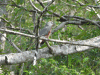 Bay-breasted Cuckoo (Coccyzus rufigularis)