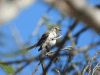 Caribbean Mockingbird (Mimus polyglottos orpheus)