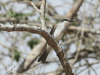 Gray Kingbird ssp. dominicensis (Tyrannus dominicensis dominicensis)