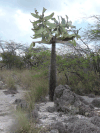 Necklacelike Pricklypear (Consolea moniliformis)