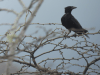 Palm Crow (Corvus palmarum)