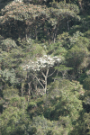 Yaruma (Cecropia palmata)