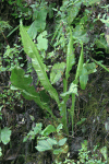 Rockcap Fern (Polypodium sp.)