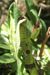 Rockcap Fern (Polypodium sp.)