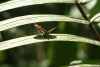 Lepidoptera (Lepidoptera fam.)
