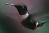 Purple-throated Woodstar (Philodice mitchellii)