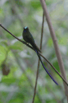 Violet-tailed Sylph (Aglaiocercus coelestis)