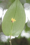 Bonnet Orchid (Pleurothallis sp.)