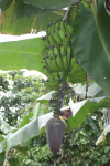 Banana Flower Fruits