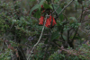 Trailing Lily (Bomarea multiflora)