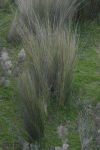 Peruvian Feather Grass (Jarava ichu)
