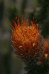 Flower of the Andes (Chuquiraga jussieui)