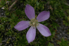 Alpine Wildflower