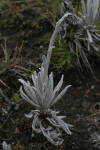 Alpine Plant (Senecio nivalis)