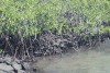 Mangroves Did See Areas
