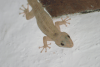 Peters' Leaf-toed Gecko (Phyllodactylus reissii)