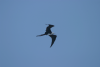 Great Frigatebird (Fregata minor)