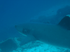 White-tipped Reef Shark (Triaenodon obesus)