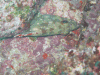 Starry Grouper (Epinephelus labriformis)