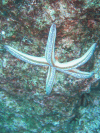 Blue Sea Star (Phataria unifascialis)