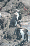 Galápagos Penguin (Spheniscus mendiculus)